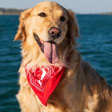 Cooper - Missing Golden Retriever